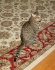pict1673.jpgBeta caught in mid meow...