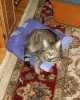 Alpha lounging around...