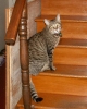 Alpha Stairs